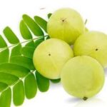 Amla Fruit Extract