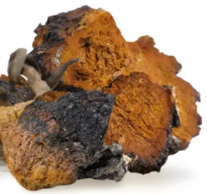 Chaga