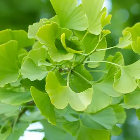 GinkgoBiloba