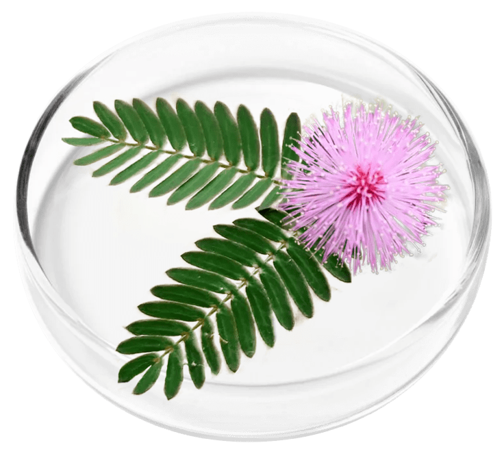 Mimosa Pudica