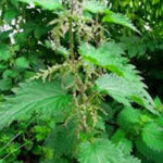 Nettle Root