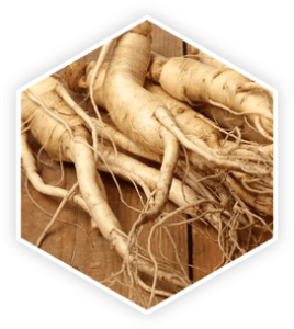 Panax Ginseng