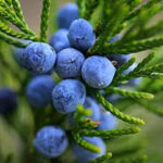 Red Rasberry, Uva Ursi, and Juniper berry powder