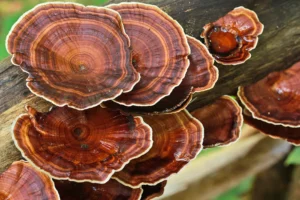 Reishi