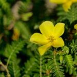 Tribulus