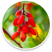 berberine