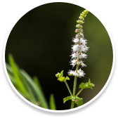 cohosh