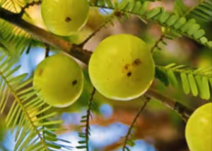 Amla (Indian Gooseberry)