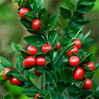 Butchers Broom