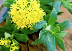 Rhodiola