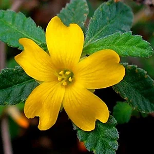 Tribulus Terrestris